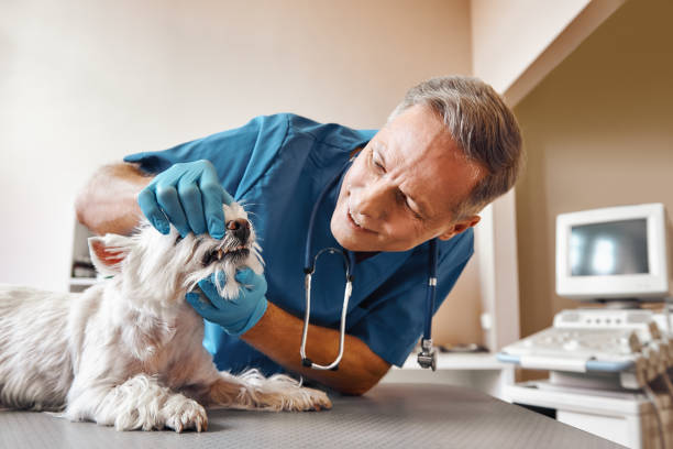 Best Emergency Broken Tooth Repair in Clarkesville, GA
